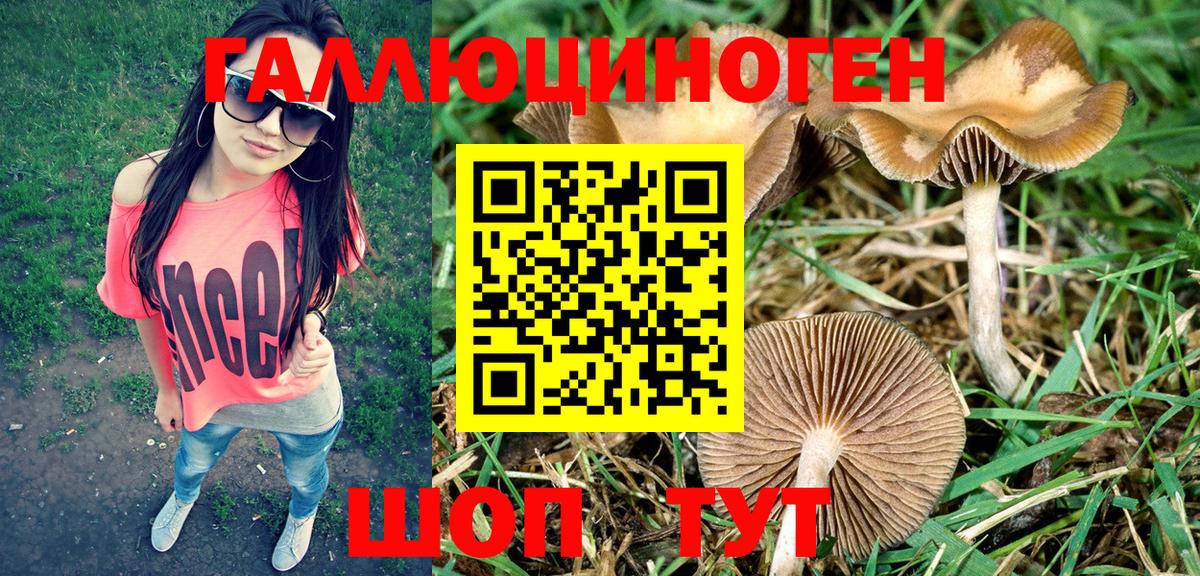 Псилоцибиновые грибы Psilocybe Азов